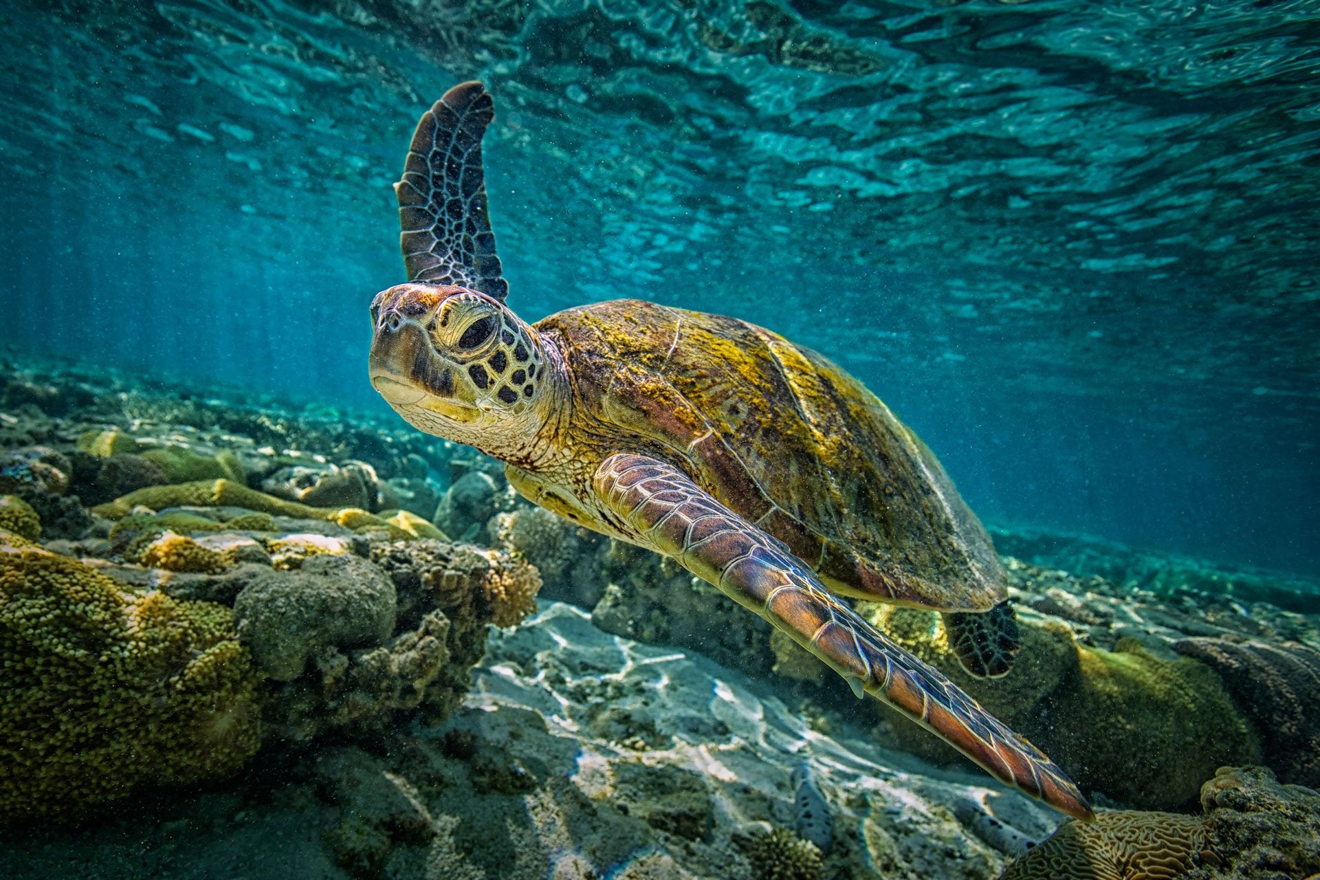 Phi Phi Diving Trips