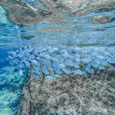 HALVDAG - Snorkelsafari (från Khao Lak)