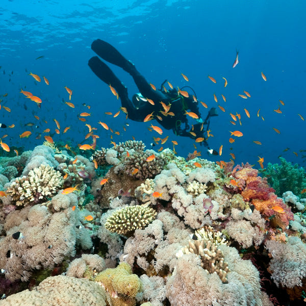 DYKSAFARI 11 dagar / 10 nätter - Koh Haa, Hin Daeng & Hin Muang, Phi Phi, Similan, Koh Bon, Koh Tachai, Koh Surin och Richelieu Rock