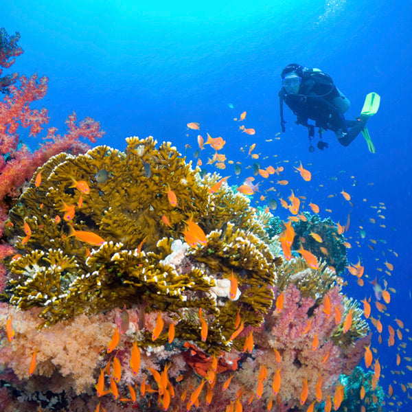 LIVEABOARD 5 dagar / 4 nätter - Similan, Koh Bon, Tachai, Surin & Richelieu Rock - M/v Andaman Queen