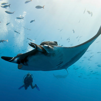 DYKSAFARI 7 dagar / 6 nätter - Similan, Koh Bon, Koh Tachai, Koh Surin och Richelieu Rock