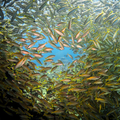 SURIN - Snorkling och Öturer (från Khao Lak)